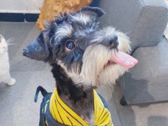 猫咪狗狗-MZ猫咖