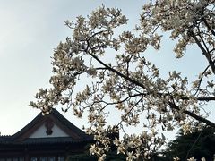 -南京古林公园