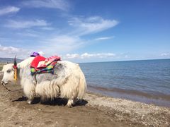 -青海湖国家重点风景名胜区