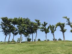 -小麦岛公园
