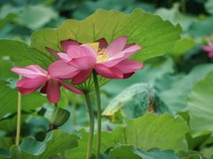 -莫愁湖公园