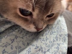 -瑞派动物医院·绝育·犬猫全科·预防医学(光景江南中店)