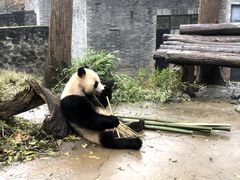 -都江堰中华大熊猫苑