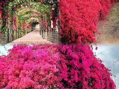 -东莞植物园