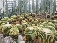 -南山植物园