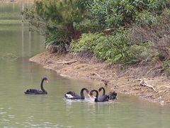 -广州白江湖森林公园