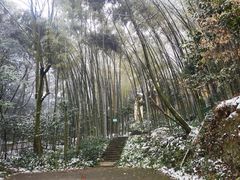 -缙云山景区