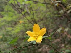-牛背梁国家森林公园