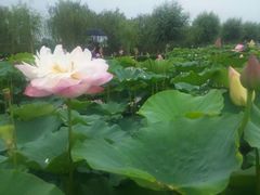 -白洋淀景区