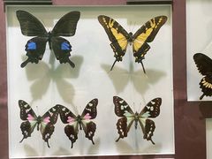 -上海昆虫博物馆