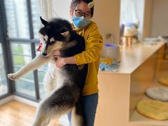 -Husky Go! 哈士奇体验馆·宠物咖啡厅狗咖