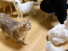 -Meowの猫咖(万家丽店)