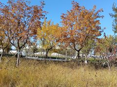 -坝河休闲公园