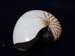 -青岛贝壳博物馆