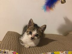 -芭比堂宠物医院·全科爱猫医院·仁德分院