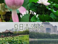 -莲花池公园