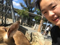 -鹿境梅花鹿生态园区