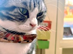 -猫小院猫主题餐厅(南锣旗舰店)