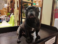 -more than meow吴止猫主题餐厅(承德 中船汇店)