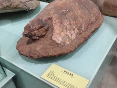 -河南自然博物馆