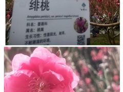 -桃花涧