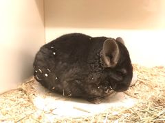 -龙猫仔乐园(惠福东路店)