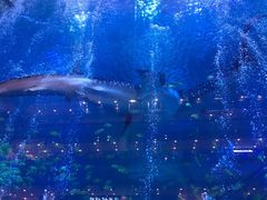 -成都浩海立方海洋公园