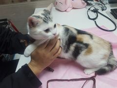 -北京观赏动物医院·24小时大型综合·猫专科·异宠专科