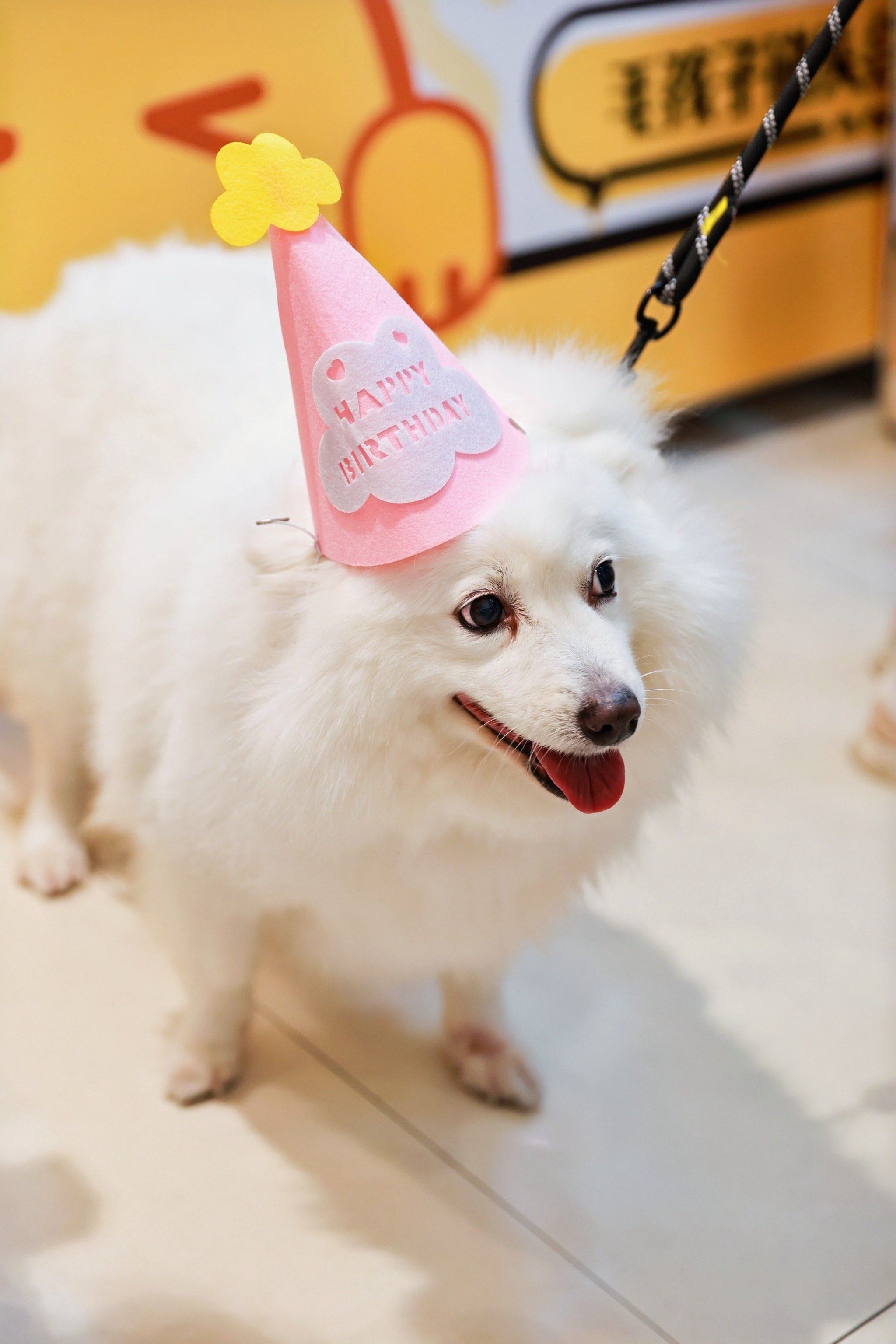 天啦噜!我家宝贝找到了它的最佳宠物生活节