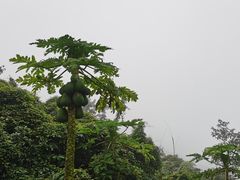 -海南铜鼓岭景区