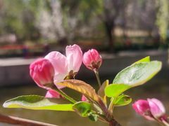 -海棠花溪(元大都城垣遗址公园)