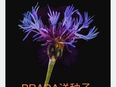 -PRADA普拉达(国金中心店)