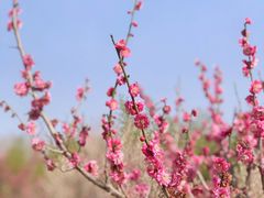 -蜀冈西峰生态公园