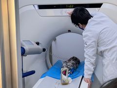 -北京观赏动物医院·24小时大型综合·猫专科·异宠专科