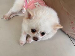 -怪兽屋·羊驼·猫咖·狗咖(俊华广场店)