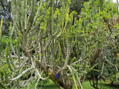-中国科学院西双版纳热带植物园