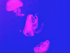 -福州罗源湾海洋世界旅游区