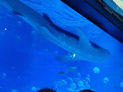 -烟台海昌鲸鲨海洋公园