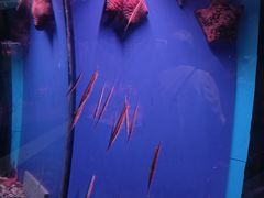 -蓬莱欧乐堡海洋极地世界