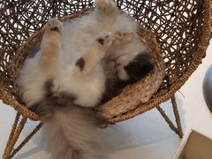 -飞行喵MR PILOT|猫舍·猫咖(静安大融城店)