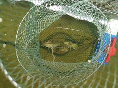 -会江钓鱼钓虾烧烤场