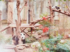 -成都大熊猫繁育研究基地