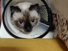 -派特宠物医院(圆融广场店)