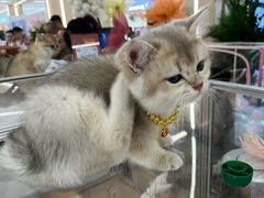 -凯德MALL(望京店)