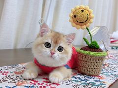 -东方名猫馆·英短金渐层布偶猫舍(环线广场1号楼店)