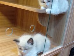 -猫十亿·布偶金渐层·曼基康矮脚猫舍(青年路店)