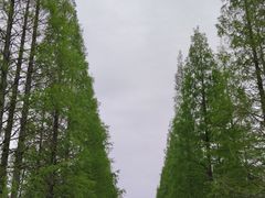 -东平国家森林公园