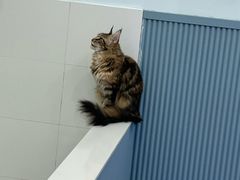 -1013 PET SHOP 宠物商店(近铁城市广场店)