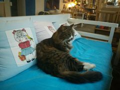android_upload_pic-Anne猫窝咖啡屋