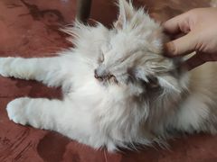 -猫猫幼稚园·撸猫·桌游·电玩